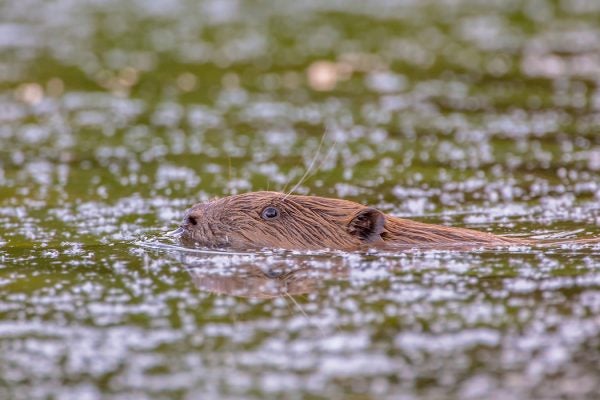 Swimming beaver (Castor fiber)