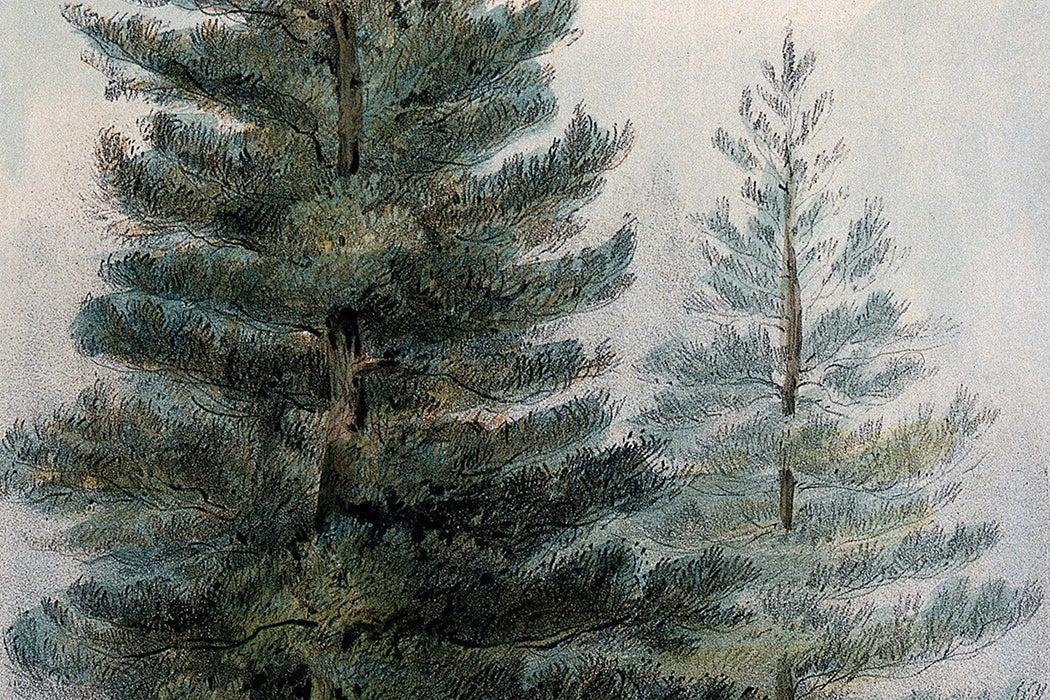 Lodge-pole pines c. 1857