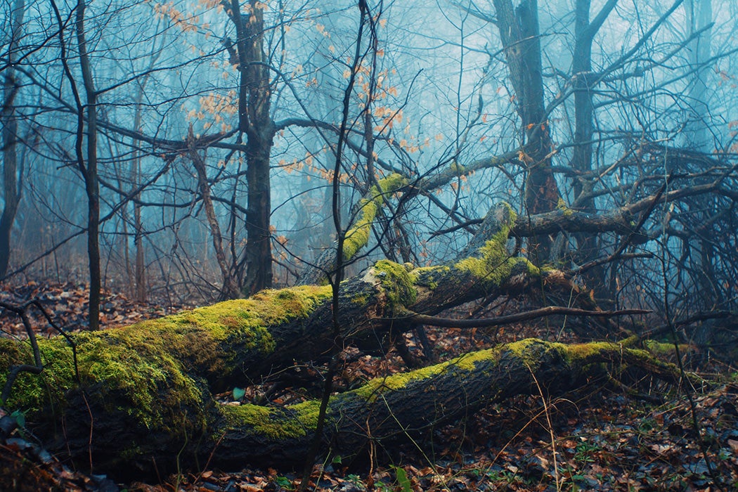 What Happens To A Tree When It Dies Jstor Daily