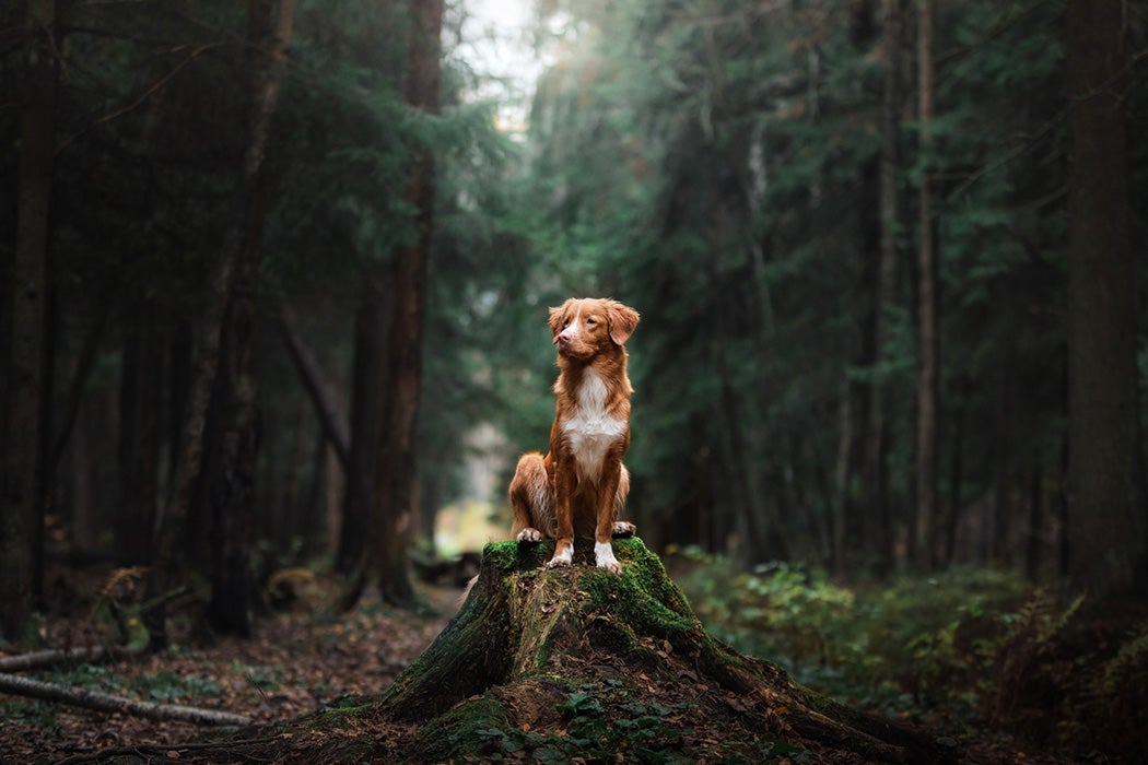 A dog sitting in the woods