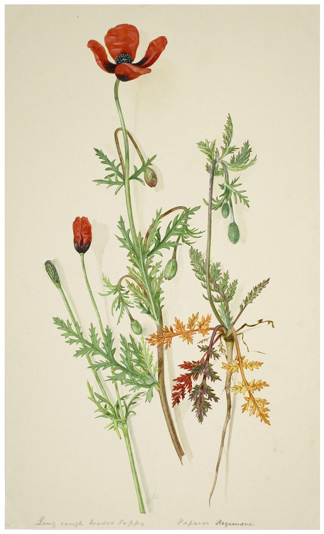 Victorian Botanical Paintings JSTOR Daily