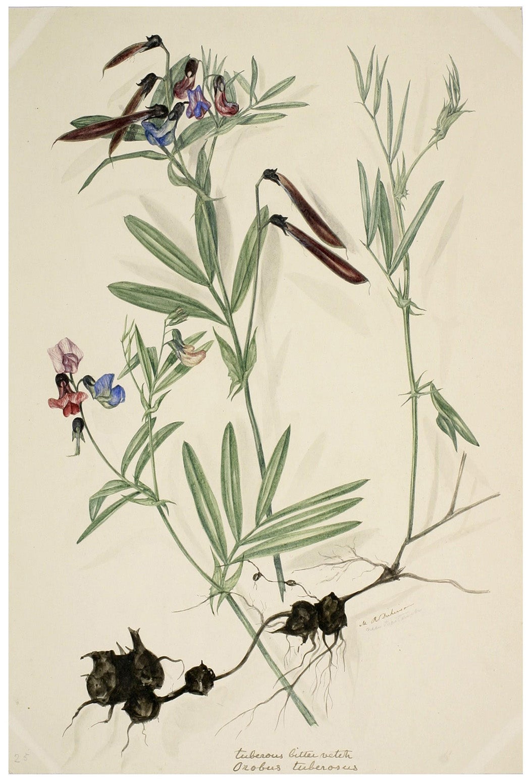 Victorian Botanical Paintings JSTOR Daily