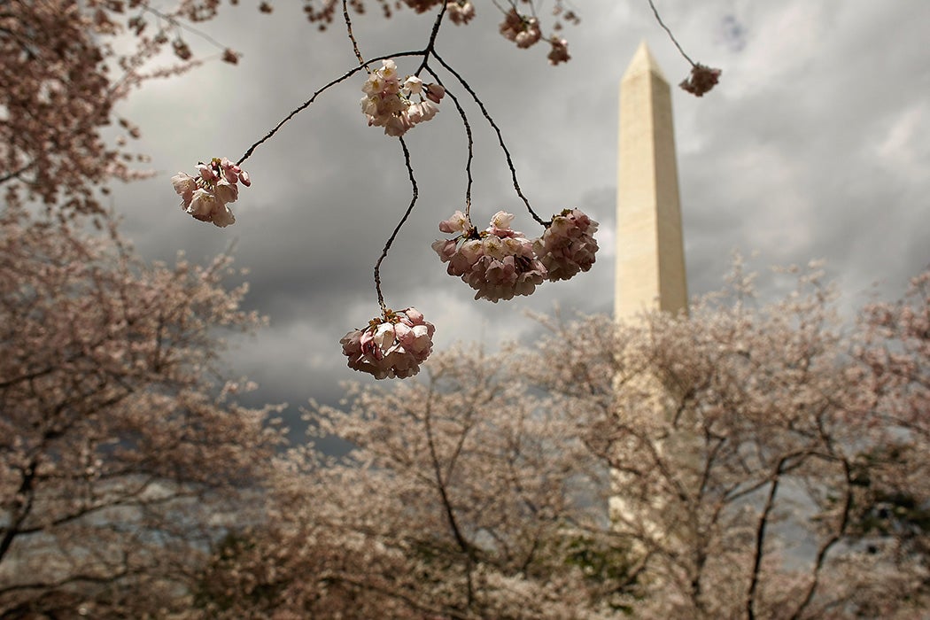Small white flowers bloom on the end of a cherry tree branch near the base of the Washington Monument in Washington, DC.