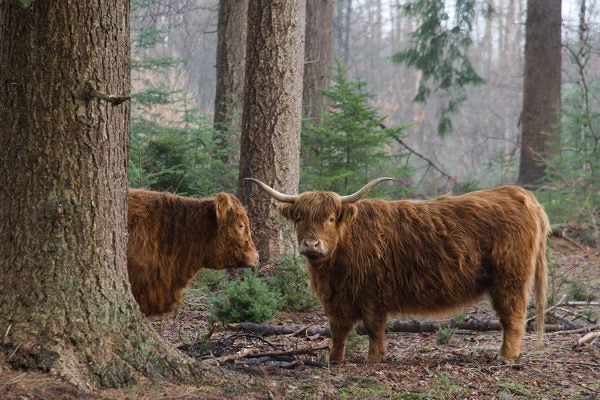 Cattle in a forest