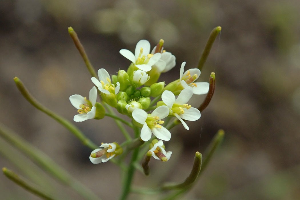 Arabidopsis thaliana