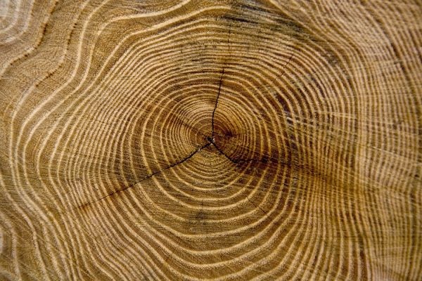 Tree Rings of a Stump