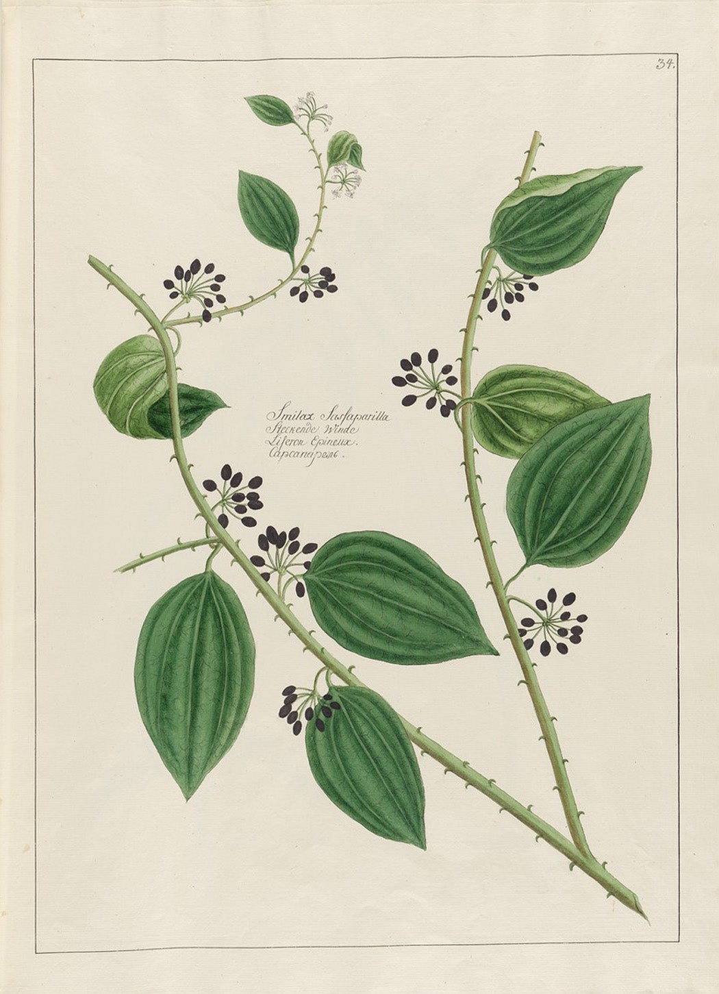 Plant of the Month: Sarsaparilla JSTOR Daily