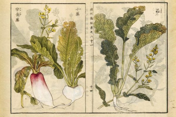 Two illustrations of Brassica rapa, turnips and mustard greens, 1804