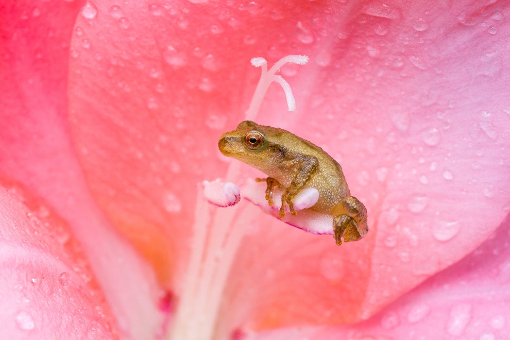 A Spring Peeper rests casually on a garden flower.