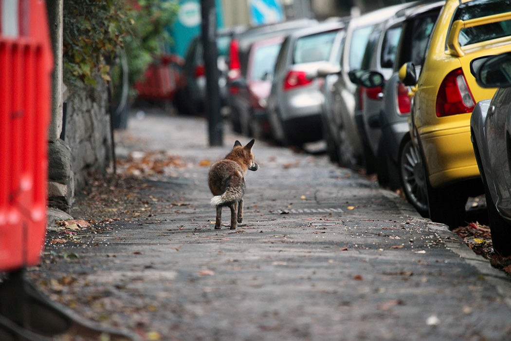 A fox on a city street