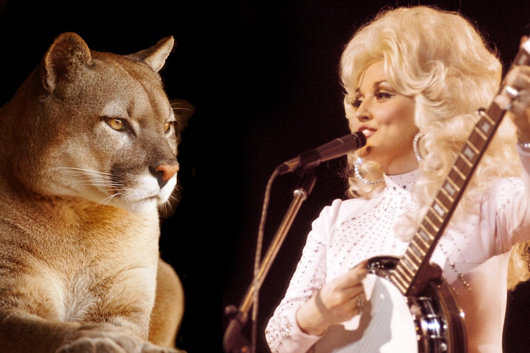 Dolly Parton and a cougar