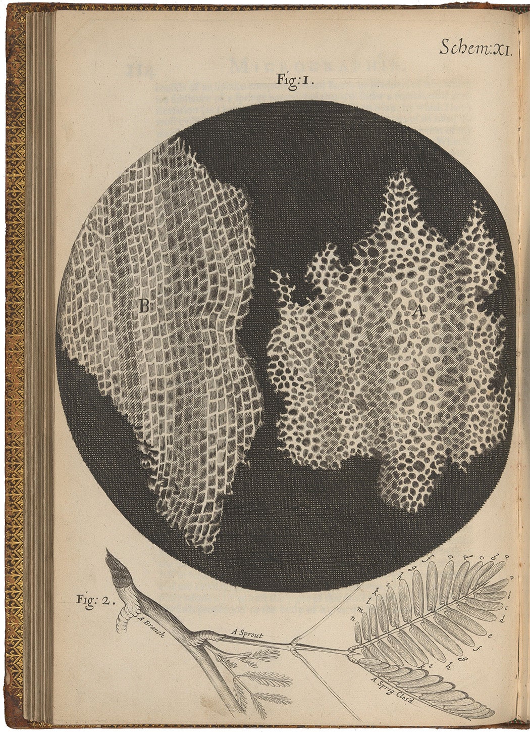 Engraving, magnified view of two different sections of the pores of cork, and a branch; Schem. 11. From 'Micrographia: or some physiological descriptions of minute bodies made by magnifying glasses with observations and Inquiries thereupon' by Robert Hooke, Fellow of the Royal Society, 1665. 