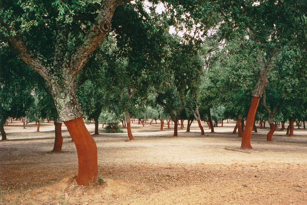 Cork oak (Quercus suber) pasture near Arcos de la Frontera, Cádiz, Spain.