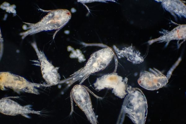 Copepod