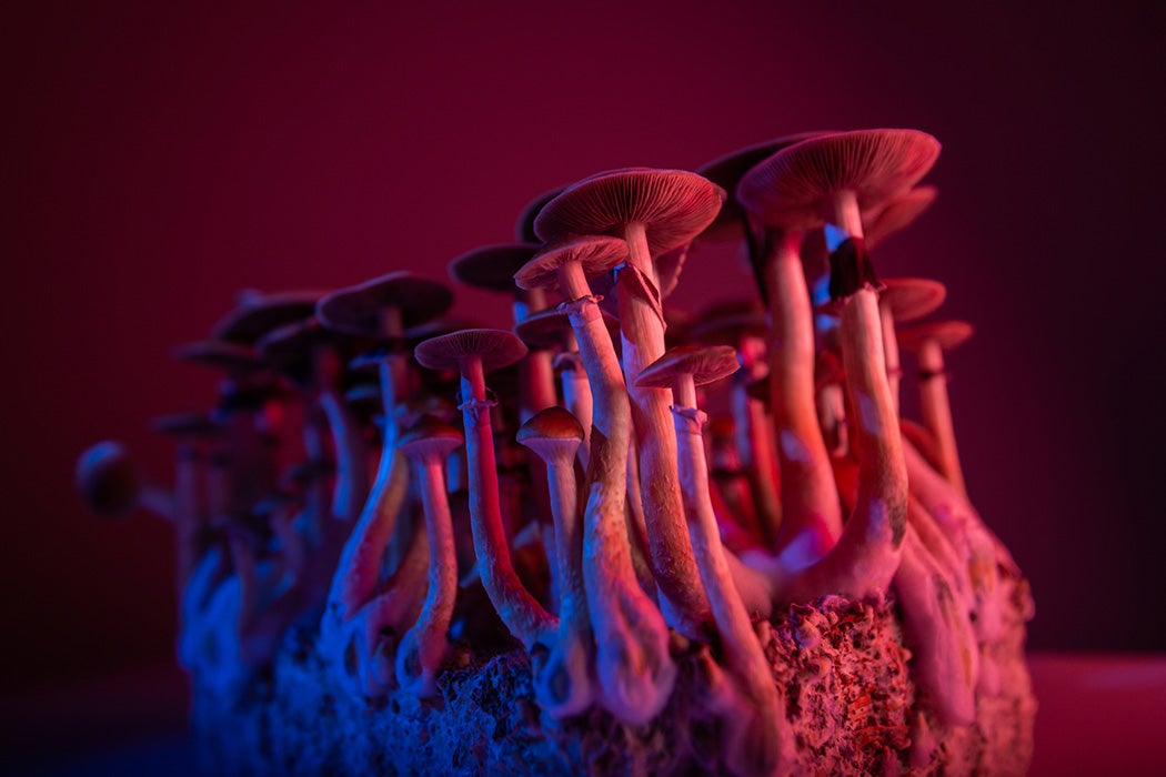 Psychedelic Shrooms 