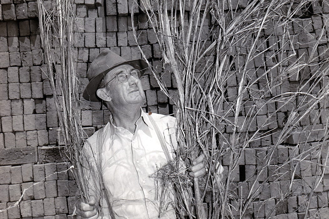 Leading Kentucky hemp farmer Joe "Daddy Burt" Burton with a harvested hemp plant.