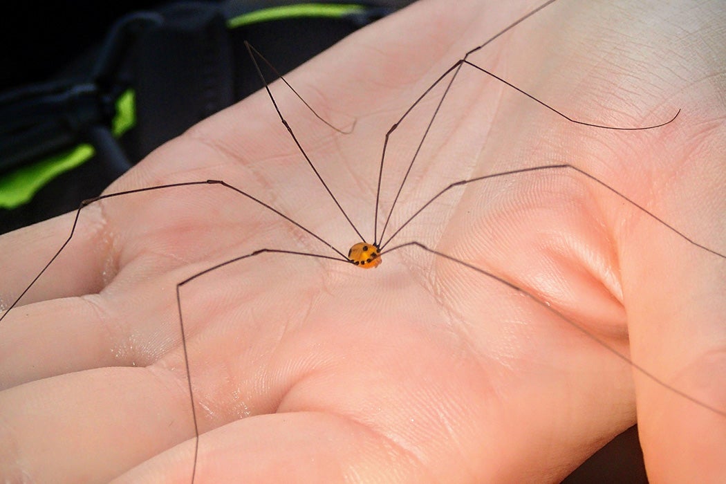 The Daddy-Long-Legs Spider