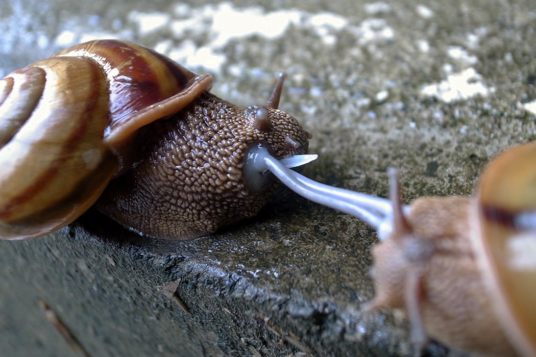 Euhadra snails mating