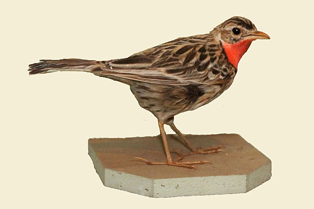 A Rosy-breasted Longclaw specimen