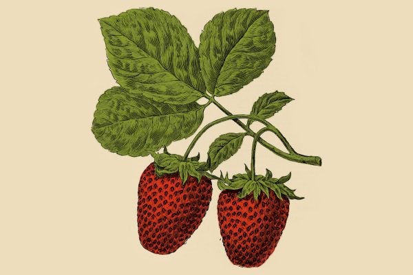 An illustration of strawberries