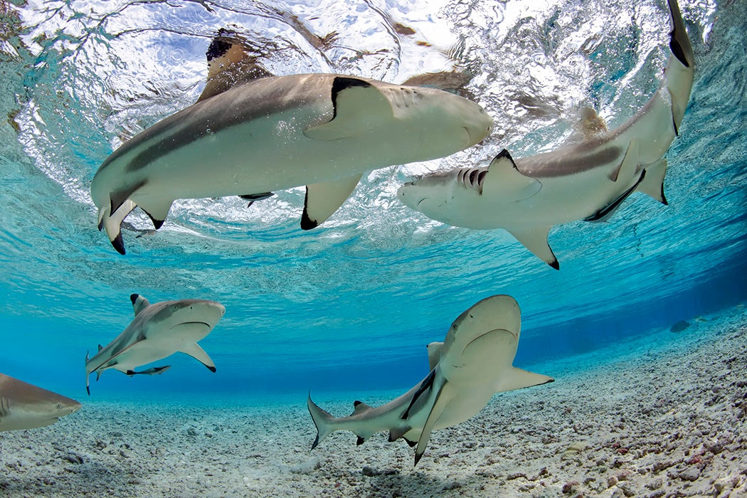 Black-Tip Reef Sharks in shallow water lagoon, Fakarava, Tahiti