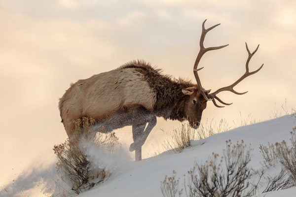 A bull elk searches for food beneath the snow in Yellowstone National Park