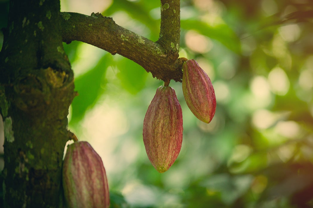 tree with a growing cacao beans on the branches