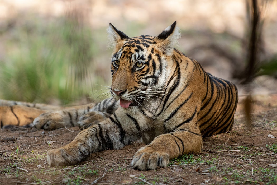 A wild tiger cub resting under the shade of tree in the National Park of Central India forest