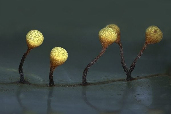 Tear-shaped fruit bodies of a slime mold Physarum oblatum