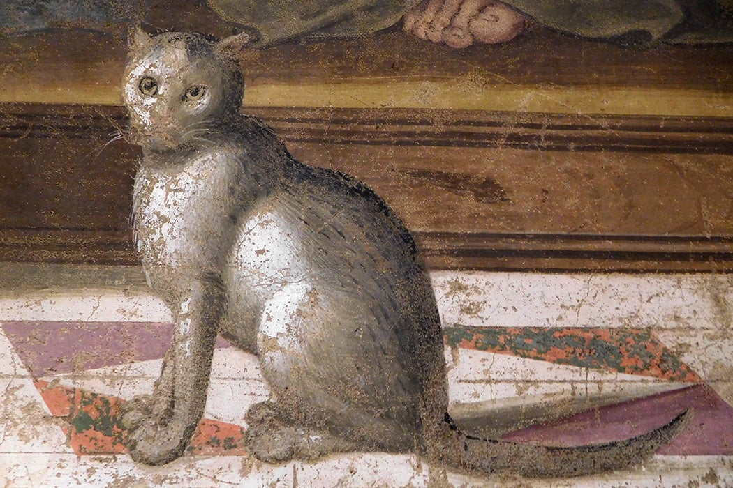A cat in Ghirlandaio's Last Supper fresco, Refectory, San Marco, Florence, 1486