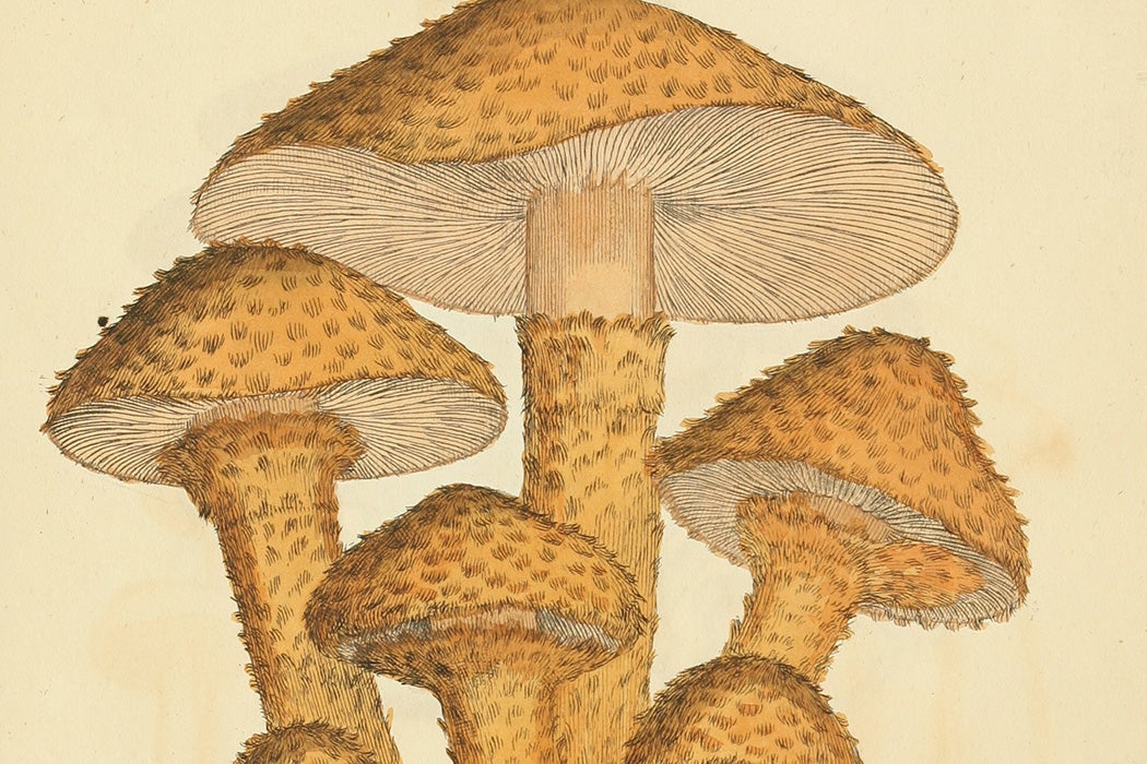 A 19th century illustration of mushrooms