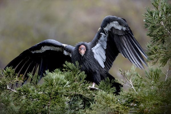 California Condor in Big Sur