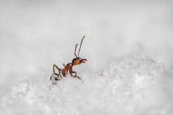 An ant in the snow