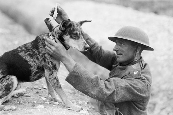 dogs in WWI