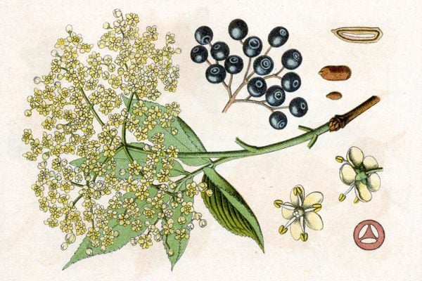 An illustration of elderberry
