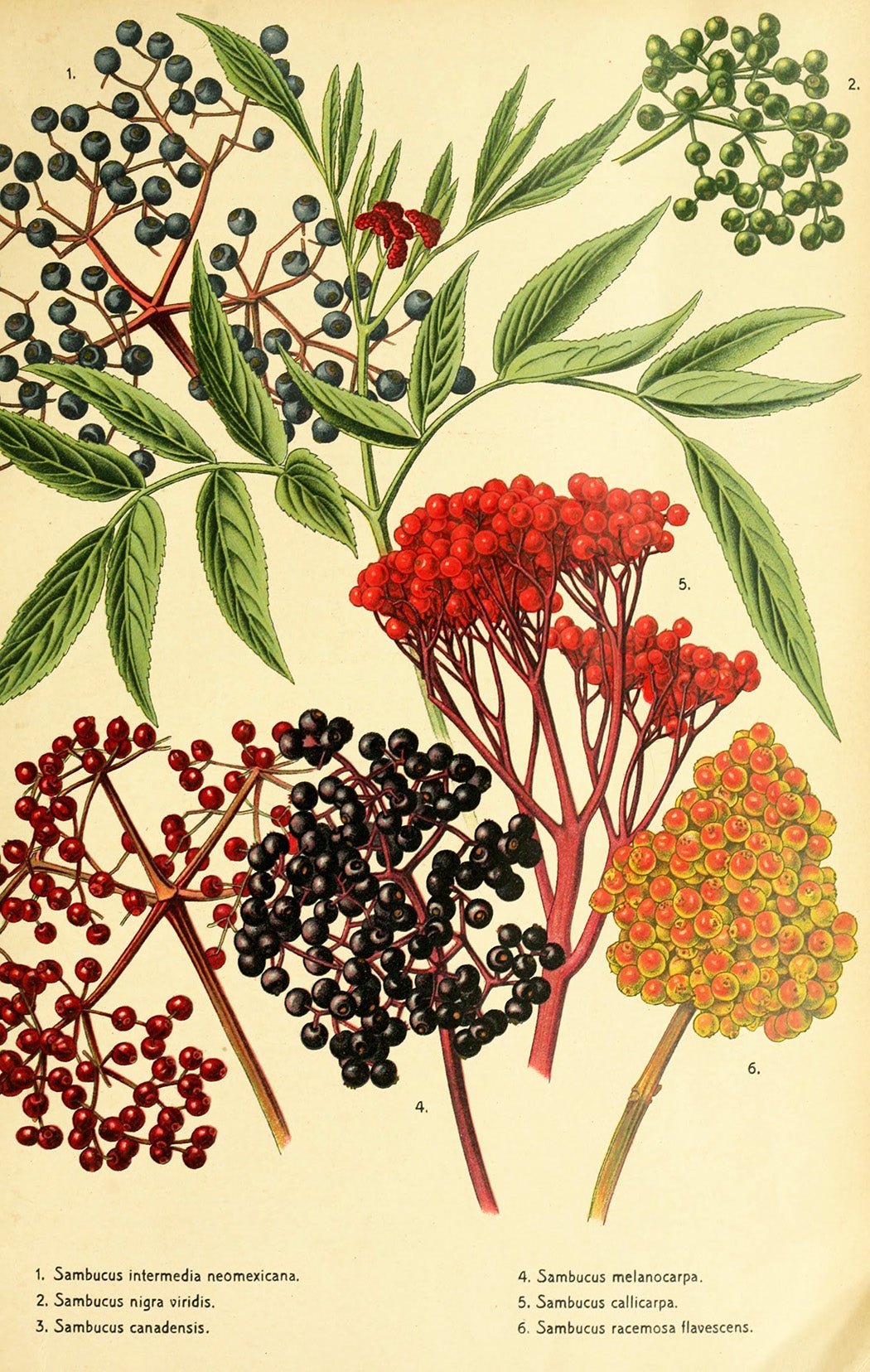 An illustration of several species of elderberry