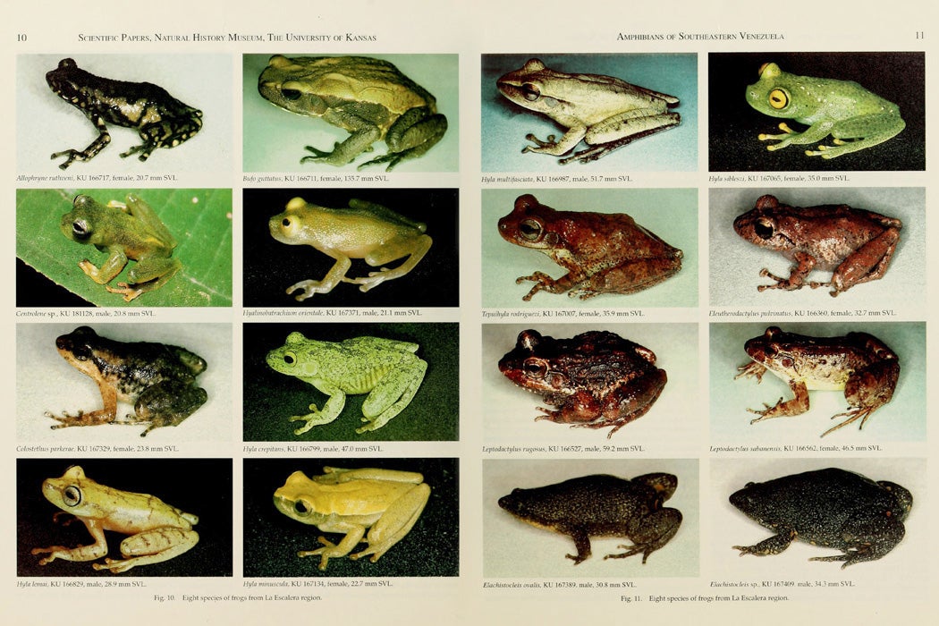 Photograph: Amphibians of La Escalera Region, Southeastern Venezuela

Source: WIkimedia Commons