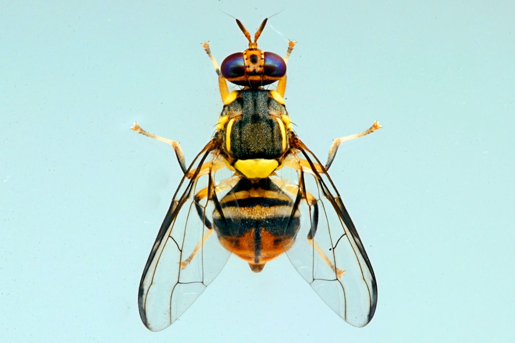 The oriental fruit fly, Bactrocera dorsalis