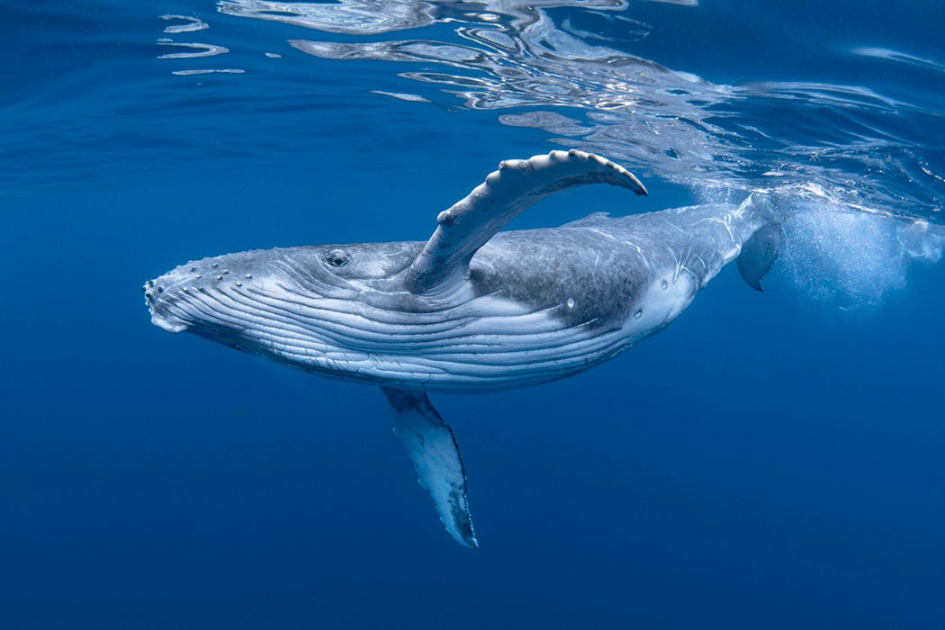 A baby humpback whale swims near the surface in blue water