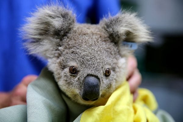 A koala named Pete from Pappinbarra at The Port Macquarie Koala Hospital on November 29, 2019 in Port Macquarie, Australia
