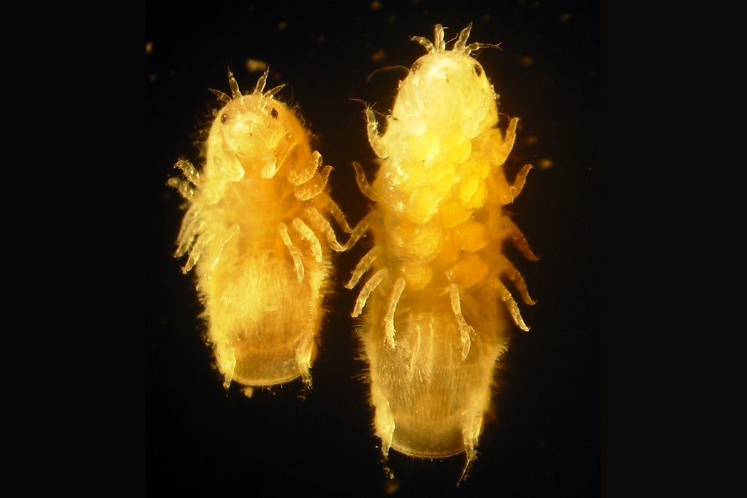 Limnoria quadripunctata, male and female, ventral view.