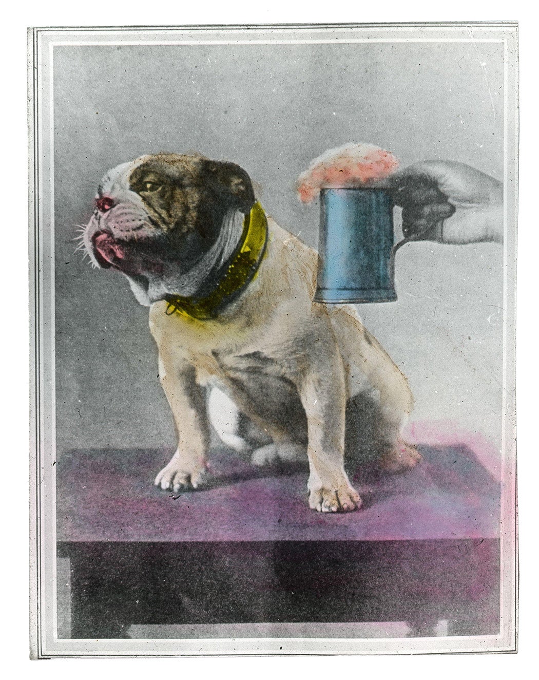 Anti Drink lantern slide : [Bulldog rejecting beer]