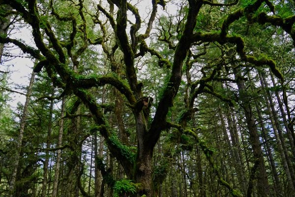 A green Oregon Oak covered in moss with many branches