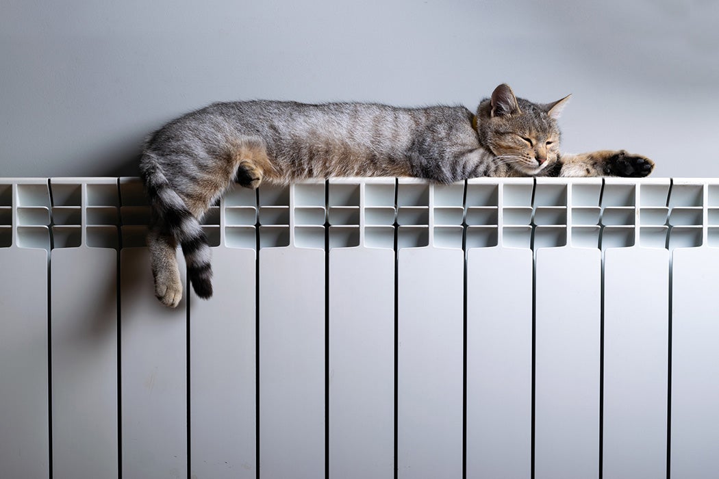 A cat relaxing on a warm radiator
