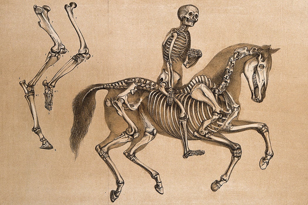 Skeleton of a man, riding the skeleton of a horse