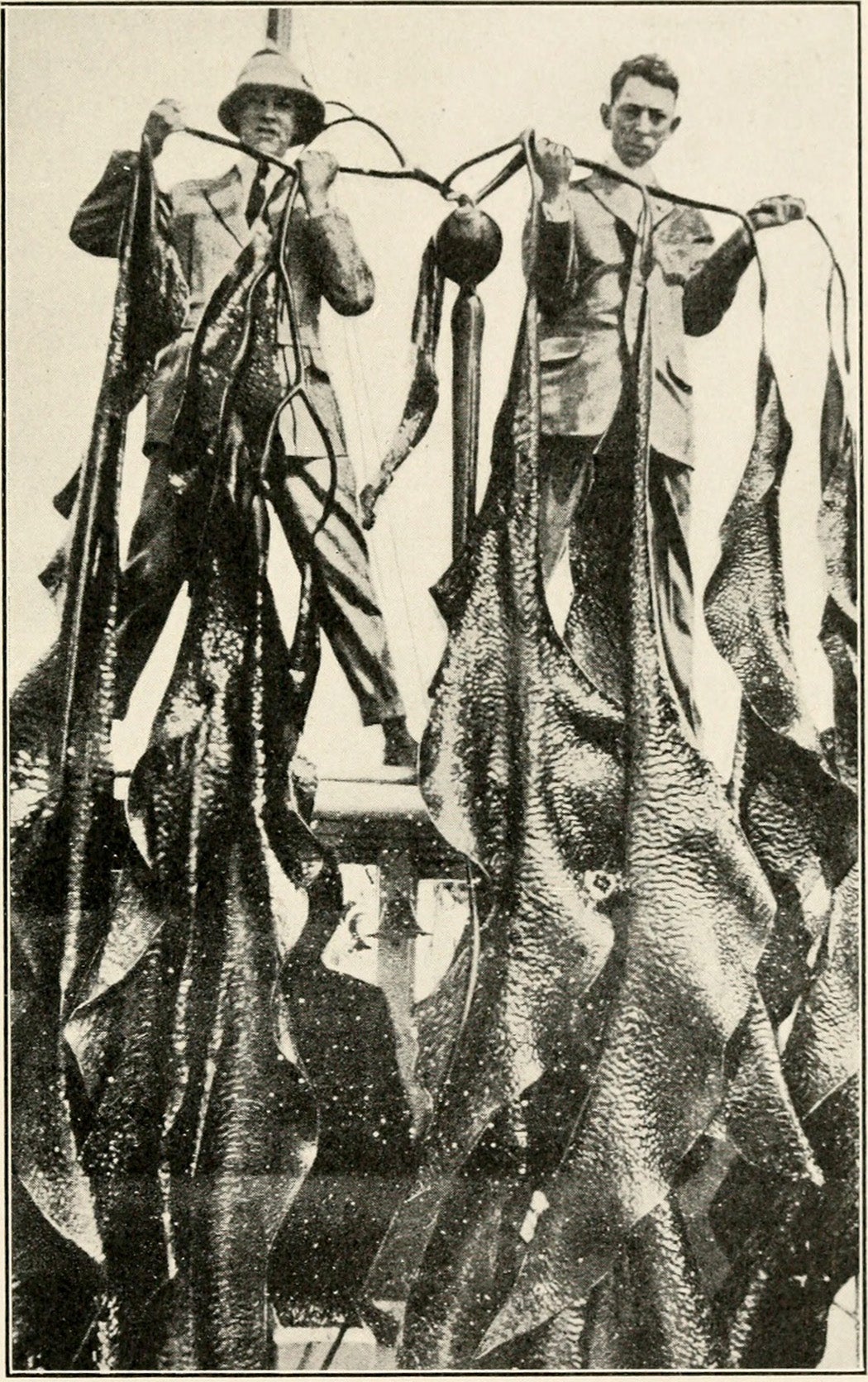 Giant kelp, 1915