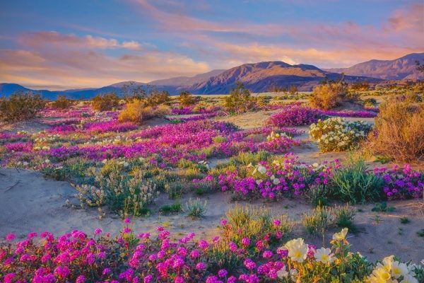Spring desert wildflowers in Anza Borrego Desert State Park, CA