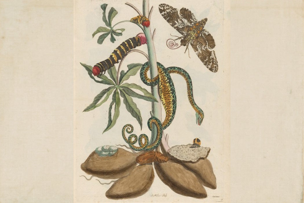 Illustration of Cassava