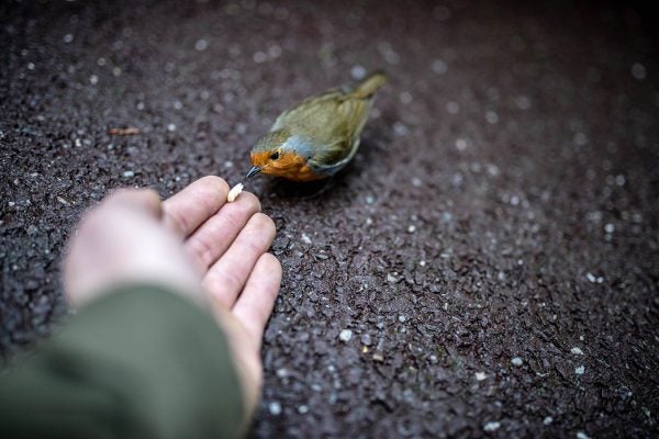 A hand feeding a bird on the road
