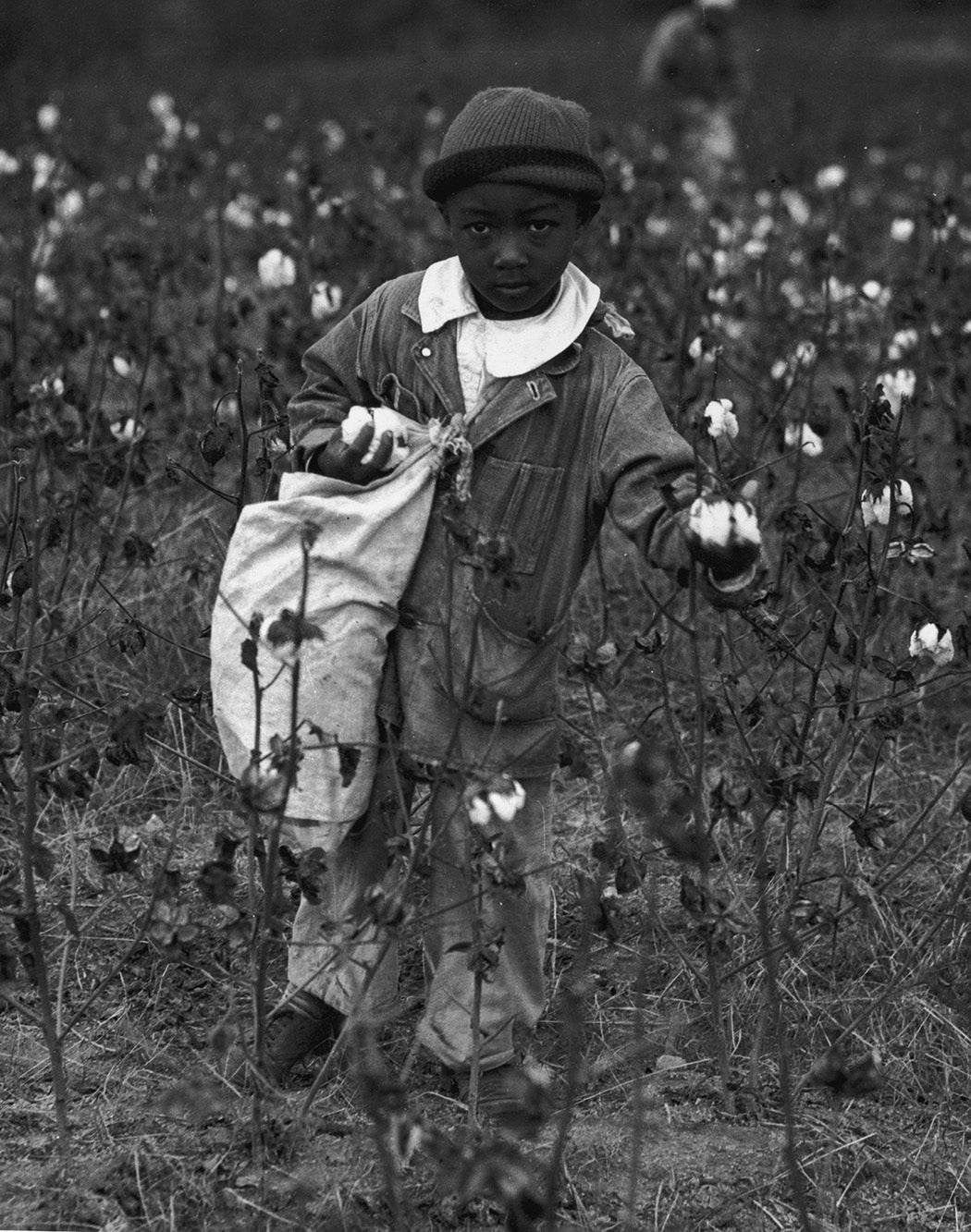 A young boy picking cotton in a cotton field, c. 1935